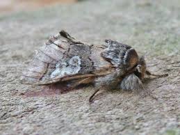 Attēlu rezultāti vaicājumam “Diloba caeruleocephala”