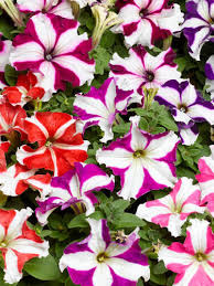 Image result for Petunie