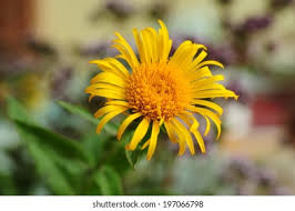 Image result for Inula hirta