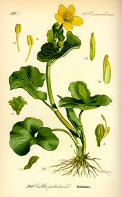 Attēlu rezultāti vaicājumam “Caltha palustris flower”