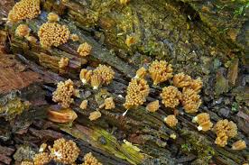 Attēlu rezultāti vaicājumam “Heterotrichia obvelata (syn. Arcyria obvelata) stalked”