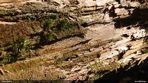 Attēlu rezultāti vaicājumam “Antrodia mellita”