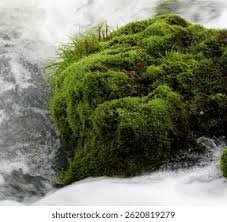 Attēlu rezultāti vaicājumam “Bryum caespiticium”