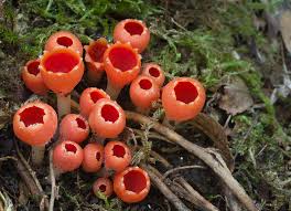 Attēlu rezultāti vaicājumam “Microstoma protracta”