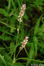 Attēlu rezultāti vaicājumam “Persicaria maculosa leaf”