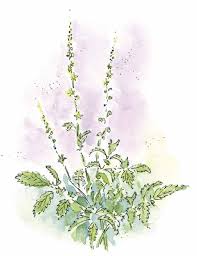 Attēlu rezultāti vaicājumam “Agrimonia eupatoria leaf”