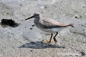 Image result for Tringa brevipes