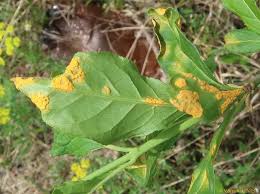 Attēlu rezultāti vaicājumam “Melampsora epitea”