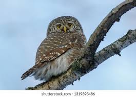 Attēlu rezultāti vaicājumam “Glaucidium passerinum adult”