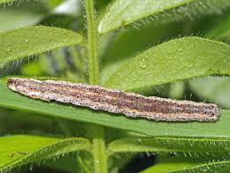 Attēlu rezultāti vaicājumam “Lygephila pastinum”