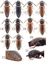 Attēlu rezultāti vaicājumam “Cidnopus aeruginosus”