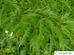 Attēlu rezultāti vaicājumam “Fagus sylvatica fo. laciniata”