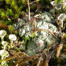 Attēlu rezultāti vaicājumam “Dibaeis baeomyces”