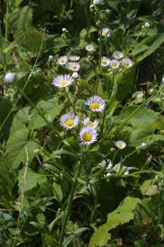 Attēlu rezultāti vaicājumam “Erigeron annuus flower”