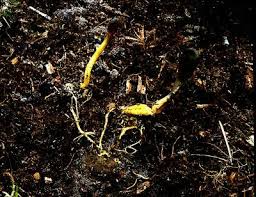 Attēlu rezultāti vaicājumam “Cordyceps ophioglossoides”