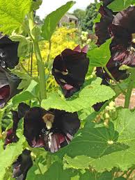 Image result for Alcea rosea nigra