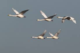 Attēlu rezultāti vaicājumam “Cygnus columbianus adult”