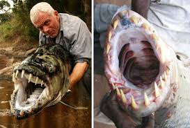 Image result for Goliath Tigerfish
