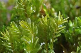 Attēlu rezultāti vaicājumam “Plagiochila porelloides”