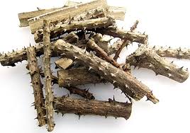 Attēlu rezultāti vaicājumam “Kalopanax septemlobus fruit”