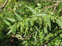 Attēlu rezultāti vaicājumam “Urtica dioica fruit”