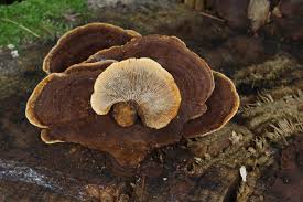 Attēlu rezultāti vaicājumam “Gloeophyllum trabeum”