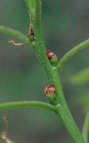 Attēlu rezultāti vaicājumam “Quercus robur female flower”