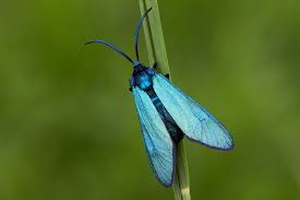 Attēlu rezultāti vaicājumam “Zygaenidae”