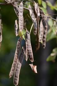 Attēlu rezultāti vaicājumam “Robinia pseudoacacia”