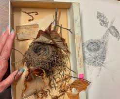 Attēlu rezultāti vaicājumam “Accipiter gentilis nest”