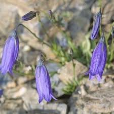 Image result for Campanula affinis