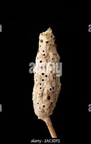 Attēlu rezultāti vaicājumam “Diastrophus rubi”