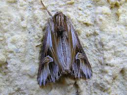 Attēlu rezultāti vaicājumam “Actinotia polyodon”