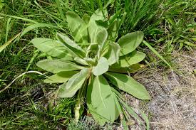 Attēlu rezultāti vaicājumam “Verbascum thapsus leaf”