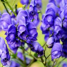 Attēlu rezultāti vaicājumam “Aconitum napellus flower”
