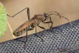 Attēlu rezultāti vaicājumam “Alydus calcaratus”