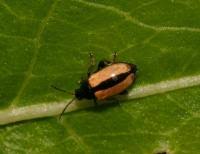 Attēlu rezultāti vaicājumam “Alticinae”