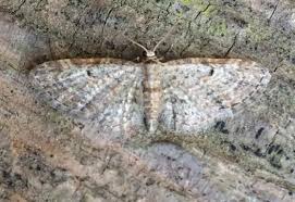 Attēlu rezultāti vaicājumam “Eupithecia tenuiata”