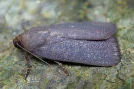 Attēlu rezultāti vaicājumam “Amphipyra livida”