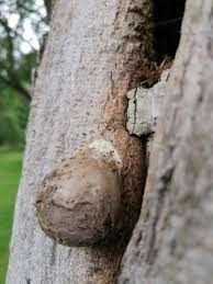 Attēlu rezultāti vaicājumam “Lycogala flavofuscum”