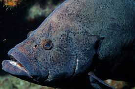 Image result for Dermatolepis inermis