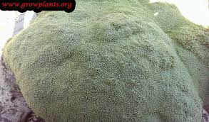 Attēlu rezultāti vaicājumam “Arenaria procera leaf”