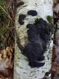 Attēlu rezultāti vaicājumam “Kretzschmaria deusta”