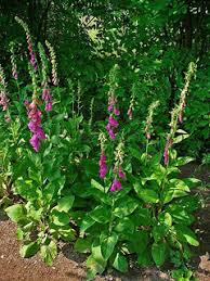 Image result for Digitalis purpurea
