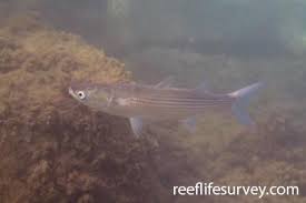 Image result for Chelon labrosus