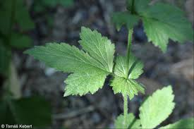 Image result for Geum urbanum