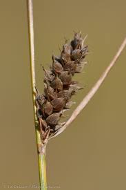 Attēlu rezultāti vaicājumam “Carex lasiocarpa fruit”