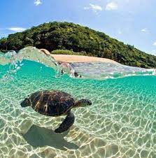Image result for Caretta caretta