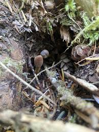 Attēlu rezultāti vaicājumam “Cordyceps ophioglossoides”