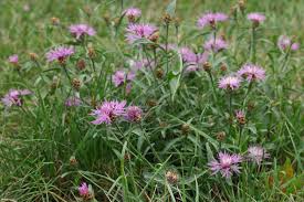Attēlu rezultāti vaicājumam “Centaurea jacea”